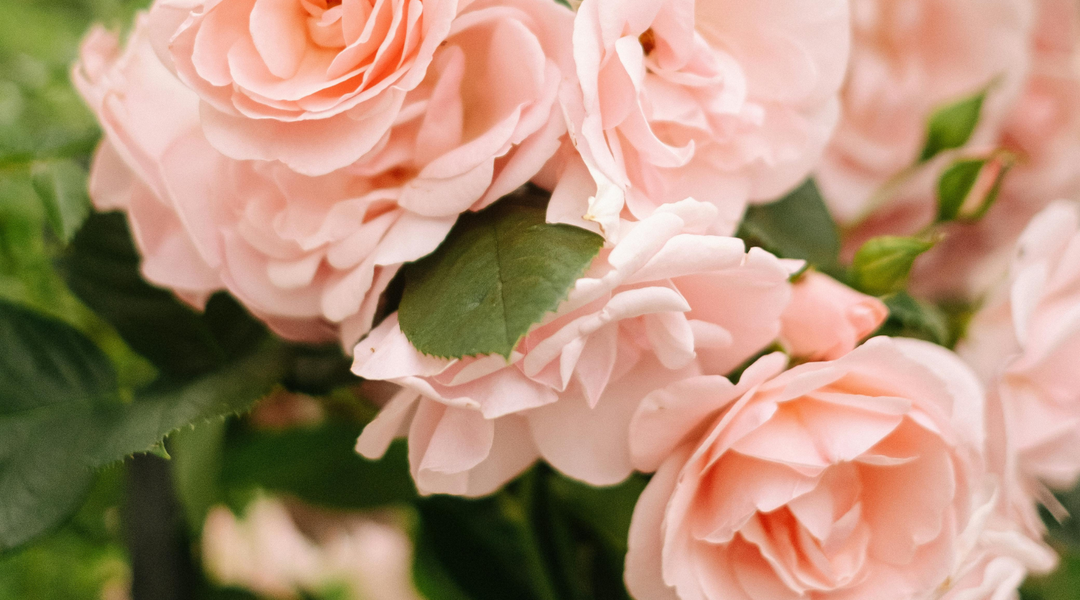 How to Choose the Perfect Fragrance for Every Season: Expert Advice from The Perfume Treasury